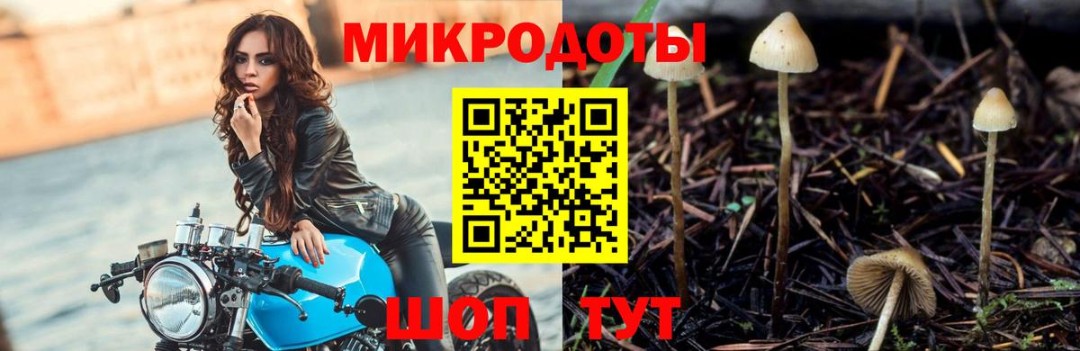 Псилоцибиновые грибы Psilocybe Железногорск